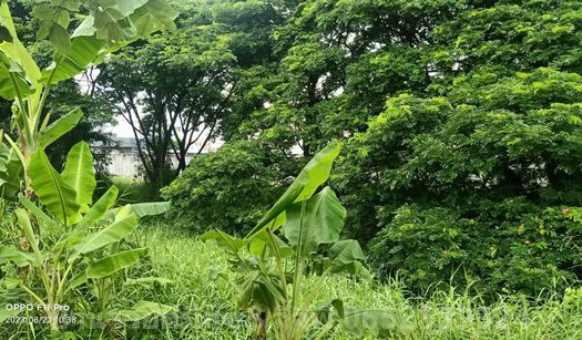 ขายถูกที่ดินเปล่า ถนนรามคำแหง ติดถนนใหญ่ 2ไร่26ตรว. ใกล้โรงเรียนเตรียมน้อม สะพานสูง กรุงเทพฯ