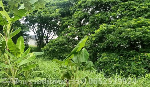 ขายที่ดินสำหรับทำโรงแรม ขายที่ดินสำหรับทำอพาร์ตเม้นท์ ขายที่ดินสำหรับทำ Office 2ไร่ 62ตรว. ถนนรามคำแหง สะพานสูง กรุงเทพฯ