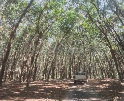 ขายที่ดินสีเหลือง  เนื้อที่ 1114 ไร่ ขายไร่ละ 1.15 ล้าน หนองอิรุณ บ้านบึง ชลบุรี