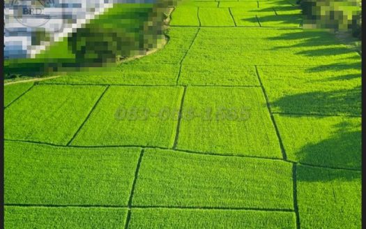 ขายที่ดินถนนอยู่วิทยา ผังสีเหลือง เนื้อที่ 100 ไร่ ขายไร่ละ 2.5 ล้านบาท หนองจอก กรุงเทพฯ