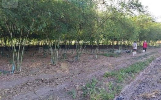 ที่ดิน สร้างโรงงาน สร้างโกดัง คลังสินค้า เนื้อที่ 17-3-61 ไร่ ไร่ละ 1.55 ล้านบาท บ้านบึง ชลบุรี