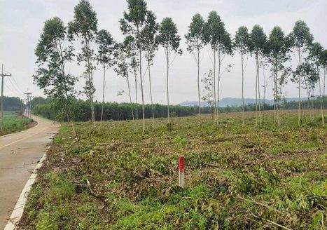 ถูกม๊ากม๊าก ที่ดินผังสีเหลือง เนื้อที่ 39-2-0 ไร่ ไร่ละ 1.3 ล้านบาท รวมเป็นเงิน 51 ล้าน ต.ห้างสูง อ.หนองใหญ่ จ.ชลบุรี