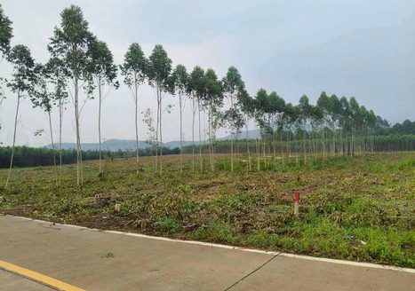 ถูกม๊ากม๊าก ที่ดินผังสีเหลือง เนื้อที่ 39-2-0 ไร่ ไร่ละ 1.3 ล้านบาท รวมเป็นเงิน 51 ล้าน ต.ห้างสูง อ.หนองใหญ่ จ.ชลบุรี